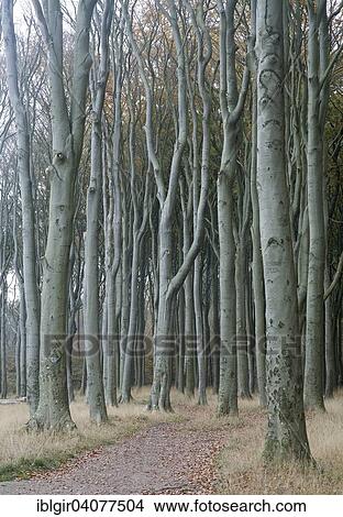 "Geisterwald forest in Nienhagen, Mecklenburg-Western Pomerania, Germany, Europe" View Large Photo Image Picture - "Geisterwald forest in Nienhagen, Mecklenburg-Western Pomerania, Germany, Europe". Fotosearch
