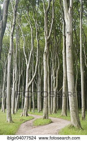 "Geisterwald forest in Nienhagen, Mecklenburg-Western Pomerania, Germany, Europe" View Large Photo Image Picture - "Geisterwald forest in Nienhagen, Mecklenburg-Western Pomerania, Germany, Europe". Fotosearch