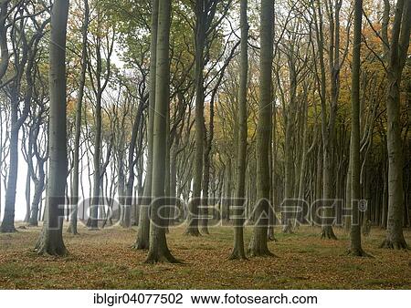 "Geisterwald forest in Nienhagen, Mecklenburg-Western Pomerania, Germany, Europe" View Large Photo Image Stock Image - "Geisterwald forest in Nienhagen, Mecklenburg-Western Pomerania, Germany, Europe". Fotosearch