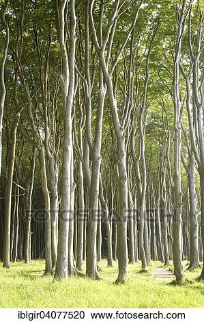 Stock Image - "Geisterwald forest in Nienhagen, Mecklenburg-Western Pomerania, Germany, Europe". Fotosearch