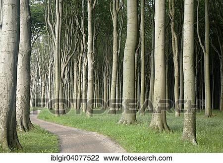 "Geisterwald forest in Nienhagen, Mecklenburg-Western Pomerania, Germany, Europe" View Large Photo Image Stock Image - "Geisterwald forest in Nienhagen, Mecklenburg-Western Pomerania, Germany, Europe". Fotosearch