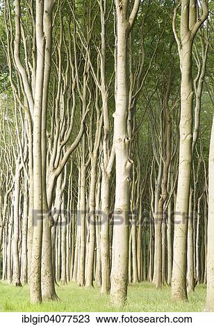 "Geisterwald forest in Nienhagen, Mecklenburg-Western Pomerania, Germany, Europe" View Large Photo Image Stock Image - "Geisterwald forest in Nienhagen, Mecklenburg-Western Pomerania, Germany, Europe". Fotosearch