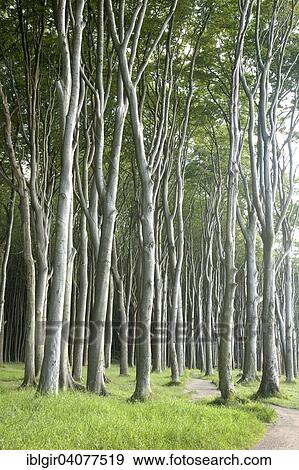 Stock Photo - "Geisterwald forest in Nienhagen, Mecklenburg-Western Pomerania, Germany, Europe". Fotosearch