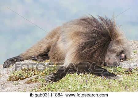 "Gelada baboon (Theropithecus gelada) sleeping on the ground, Simien Mountains National Park, Amhara Region, Ethiopia, Africa" View Large Photo Image Picture - "Gelada baboon (Theropithecus gelada) sleeping on the ground, Simien Mountains National Park, Amhara Region, Ethiopia, Africa". Fotosearch