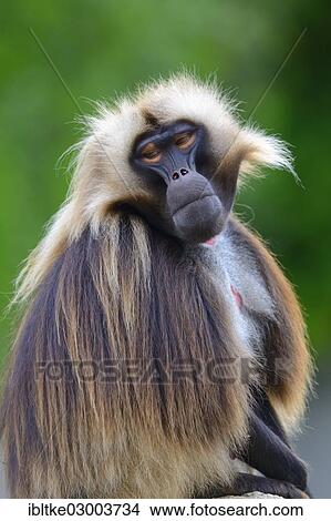 "Gelada Baboon (Theropithecus gelada), Baden-Wurttemberg, Germany, Europe" View Large Photo Image Picture - "Gelada Baboon (Theropithecus gelada), Baden-Wurttemberg, Germany, Europe". Fotosearch