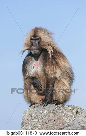 Stock Image - "Gelada baboon (Theropithecus gelada), Simien Mountains National Park, Amhara Region, Ethiopia, Africa". Fotosearch