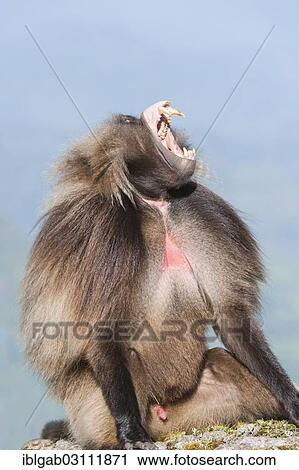 Stock Image - "Gelada baboon (Theropithecus gelada) displaying its teeth, Simien Mountains National Park, Amhara Region, Ethiopia, Africa". Fotosearch