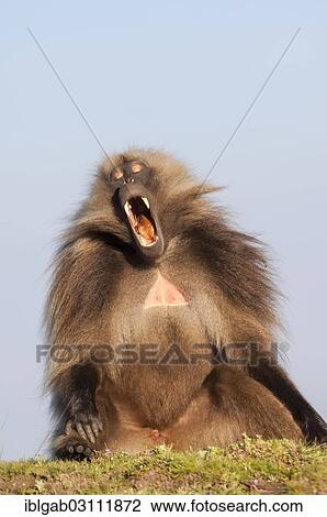 "Gelada baboon (Theropithecus gelada) displaying its teeth, Simien Mountains National Park, Amhara Region, Ethiopia, Africa" View Large Photo Image Stock Image - "Gelada baboon (Theropithecus gelada) displaying its teeth, Simien Mountains National Park, Amhara Region, Ethiopia, Africa". Fotosearch