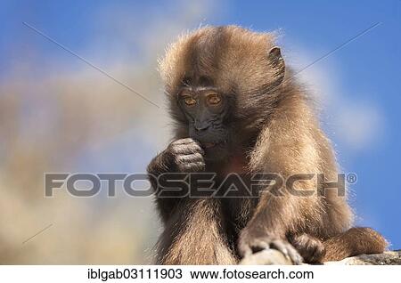 "Gelada baboon (Theropithecus gelada), baby, Simien Mountains National Park, Amhara Region, Ethiopia, Africa" View Large Photo Image Stock Image - "Gelada baboon (Theropithecus gelada), baby, Simien Mountains National Park, Amhara Region, Ethiopia, Africa". Fotosearch
