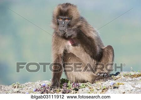 "Gelada baboon (Theropithecus gelada), Simien Mountains National Park, Amhara Region, Ethiopia, Africa" View Large Photo Image Stock Image - "Gelada baboon (Theropithecus gelada), Simien Mountains National Park, Amhara Region, Ethiopia, Africa". Fotosearch