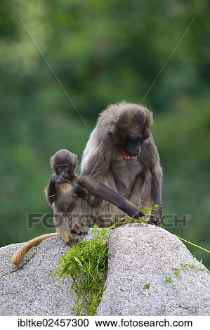 "Gelada Baboon (Theropithecus gelada), female with an infant, Baden-Wuerttemberg, Germany, Europe" View Large Photo Image Stock Image - "Gelada Baboon (Theropithecus gelada), female with an infant, Baden-Wuerttemberg, Germany, Europe". Fotosearch