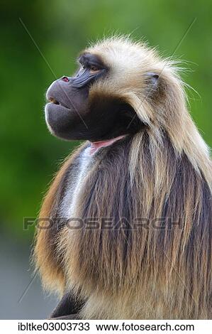 "Gelada Baboon (Theropithecus gelada), Baden-Wurttemberg, Germany, Europe" View Large Photo Image Stock Image - "Gelada Baboon (Theropithecus gelada), Baden-Wurttemberg, Germany, Europe". Fotosearch