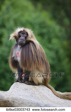 "Gelada Baboon (Theropithecus gelada), Baden-Wurttemberg, Germany, Europe" View Large Photo Image Stock Image - "Gelada Baboon (Theropithecus gelada), Baden-Wurttemberg, Germany, Europe". Fotosearch