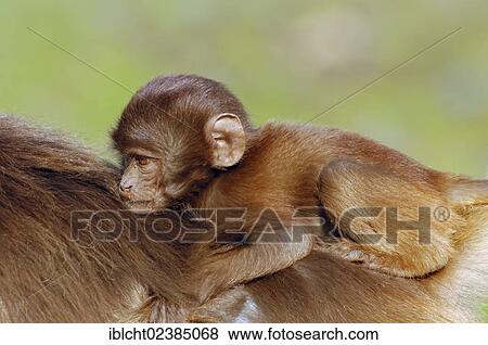 "Gelada Baboon (Theropithecus gelada), juvenile, native to Ethiopia, in captivity, France, Europe" View Large Photo Image Stock Photo - "Gelada Baboon (Theropithecus gelada), juvenile, native to Ethiopia, in captivity, France, Europe". Fotosearch