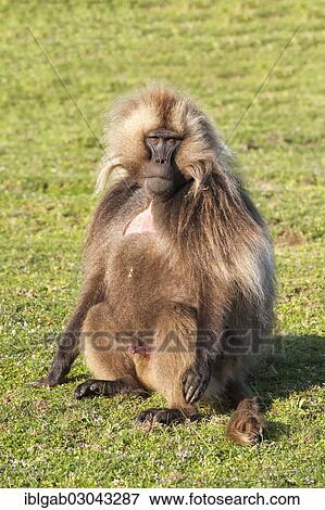 "Gelada Baboon (Theropithecus gelada), Simien Mountains National Park, Amhara Region, Ethiopia, Africa" View Large Photo Image Stock Photo - "Gelada Baboon (Theropithecus gelada), Simien Mountains National Park, Amhara Region, Ethiopia, Africa". Fotosearch