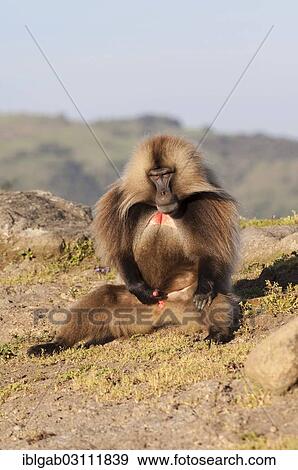 Stock Photo - "Gelada baboon (Theropithecus gelada), Simien Mountains National Park, Amhara Region, Ethiopia, Africa". Fotosearch