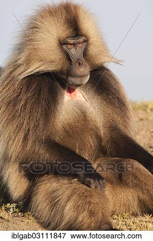 "Gelada baboon (Theropithecus gelada), Simien Mountains National Park, Amhara Region, Ethiopia, Africa" View Large Photo Image Stock Photo - "Gelada baboon (Theropithecus gelada), Simien Mountains National Park, Amhara Region, Ethiopia, Africa". Fotosearch