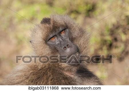 Stock Photo - "Gelada baboon (Theropithecus gelada), Simien Mountains National Park, Amhara Region, Ethiopia, Africa". Fotosearch