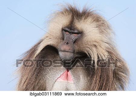 "Gelada baboon (Theropithecus gelada), Simien Mountains National Park, Amhara Region, Ethiopia, Africa" View Large Photo Image Stock Photo - "Gelada baboon (Theropithecus gelada), Simien Mountains National Park, Amhara Region, Ethiopia, Africa". Fotosearch