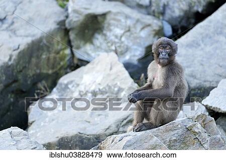 "Gelada Baboon (Theropithecus gelada), Zoo, Zurich, Switzerland, Europe" View Large Photo Image Stock Photo - "Gelada Baboon (Theropithecus gelada), Zoo, Zurich, Switzerland, Europe". Fotosearch
