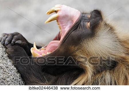 "Gelada Baboon (Theropithecus gelada) with its mouth wide open, Stuttgart, Baden-Wuerttemberg, Germany, Europe" View Large Photo Image Stock Photo - "Gelada Baboon (Theropithecus gelada) with its mouth wide open, Stuttgart, Baden-Wuerttemberg, Germany, Europe". Fotosearch
