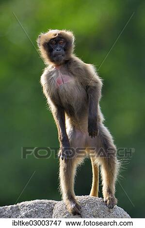 Stock Photo - "Gelada Baboon (Theropithecus gelada), Baden-Wurttemberg, Germany, Europe". Fotosearch