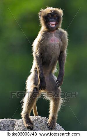 "Gelada Baboon (Theropithecus gelada), Baden-Wurttemberg, Germany, Europe" View Large Photo Image Stock Photo - "Gelada Baboon (Theropithecus gelada), Baden-Wurttemberg, Germany, Europe". Fotosearch