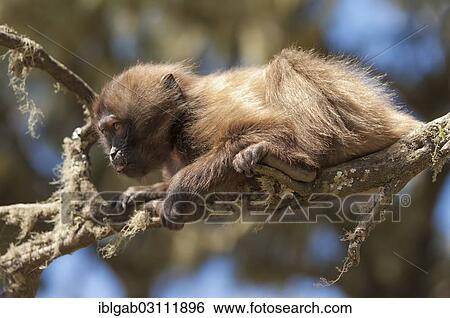 "Gelada baboon (Theropithecus gelada), baby, Simien Mountains National Park, Amhara Region, Ethiopia, Africa" View Large Photo Image Stock Photograph - "Gelada baboon (Theropithecus gelada), baby, Simien Mountains National Park, Amhara Region, Ethiopia, Africa". Fotosearch