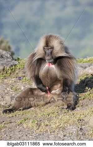 "Gelada baboon (Theropithecus gelada), Simien Mountains National Park, Amhara Region, Ethiopia, Africa" View Large Photo Image Stock Photography - "Gelada baboon (Theropithecus gelada), Simien Mountains National Park, Amhara Region, Ethiopia, Africa". Fotosearch