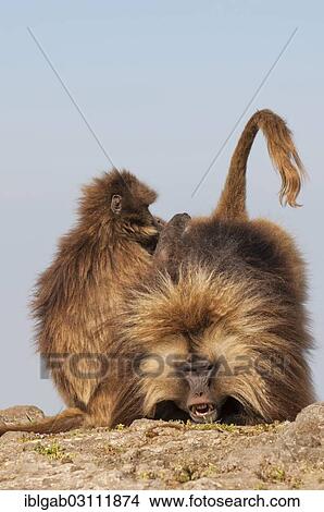 "Gelada baboons (Theropithecus gelada) grooming each other, Simien Mountains National Park, Amhara Region, Ethiopia, Africa" View Large Photo Image Picture - "Gelada baboons (Theropithecus gelada) grooming each other, Simien Mountains National Park, Amhara Region, Ethiopia, Africa". Fotosearch