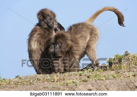 "Gelada baboons (Theropithecus gelada) grooming each other, Simien Mountains National Park, Amhara Region, Ethiopia, Africa" View Large Photo Image Stock Image - "Gelada baboons (Theropithecus gelada) grooming each other, Simien Mountains National Park, Amhara Region, Ethiopia, Africa". Fotosearch