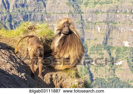 "Gelada baboons (Theropithecus gelada) on a cliff, Simien Mountains National Park, Amhara Region, Ethiopia, Africa" View Large Photo Image Stock Photo - "Gelada baboons (Theropithecus gelada) on a cliff, Simien Mountains National Park, Amhara Region, Ethiopia, Africa". Fotosearch