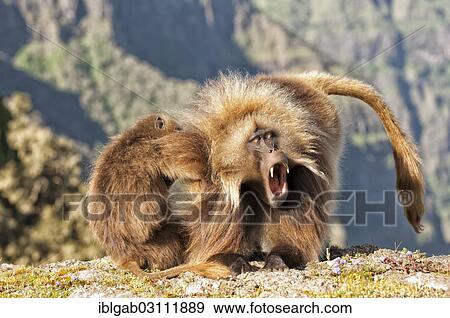"Gelada baboons (Theropithecus gelada) grooming each other, Simien Mountains National Park, Amhara Region, Ethiopia, Africa" View Large Photo Image Stock Photo - "Gelada baboons (Theropithecus gelada) grooming each other, Simien Mountains National Park, Amhara Region, Ethiopia, Africa". Fotosearch