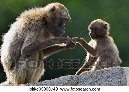 "Gelada Baboons (Theropithecus gelada), adult with infant, Baden-Wurttemberg, Germany, Europe" View Large Photo Image Stock Photo - "Gelada Baboons (Theropithecus gelada), adult with infant, Baden-Wurttemberg, Germany, Europe". Fotosearch