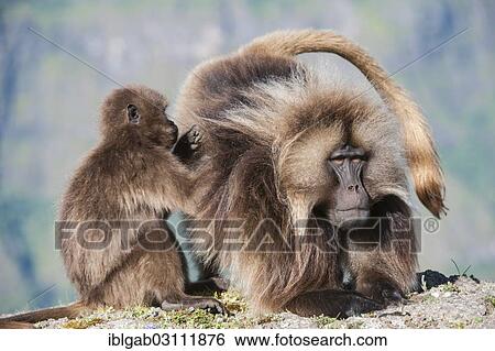"Gelada baboons (Theropithecus gelada) grooming each other, Simien Mountains National Park, Amhara Region, Ethiopia, Africa" View Large Photo Image Stock Photograph - "Gelada baboons (Theropithecus gelada) grooming each other, Simien Mountains National Park, Amhara Region, Ethiopia, Africa". Fotosearch