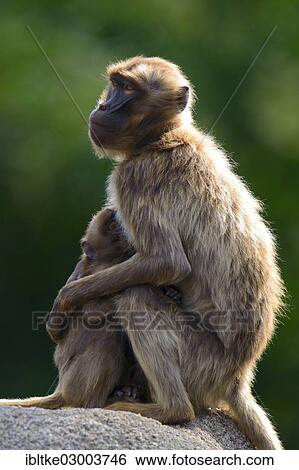 "Gelada Baboons (Theropithecus gelada), adult with infant, Baden-Wurttemberg, Germany, Europe" View Large Photo Image Stock Photograph - "Gelada Baboons (Theropithecus gelada), adult with infant, Baden-Wurttemberg, Germany, Europe". Fotosearch