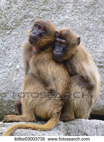 Stock Photography - "Gelada Baboons (Theropithecus gelada), Baden-Wurttemberg, Germany, Europe". Fotosearch