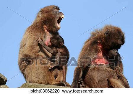 "Gelada or Gelada Baboon (Theropithecus gelada), females with young, occurrence in Ethiopia, captive, France, Europe" View Large Photo Image Stock Image - "Gelada or Gelada Baboon (Theropithecus gelada), females with young, occurrence in Ethiopia, captive, France, Europe". Fotosearch
