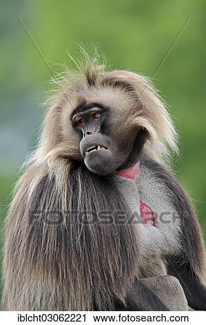 "Gelada or Gelada Baboon (Theropithecus gelada), male, occurrence in Ethiopia, captive, France, Europe" View Large Photo Image Stock Image - "Gelada or Gelada Baboon (Theropithecus gelada), male, occurrence in Ethiopia, captive, France, Europe". Fotosearch