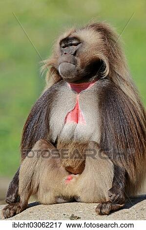 "Gelada or Gelada Baboon (Theropithecus gelada), male, occurrence in Ethiopia, captive, France, Europe" View Large Photo Image Stock Photo - "Gelada or Gelada Baboon (Theropithecus gelada), male, occurrence in Ethiopia, captive, France, Europe". Fotosearch