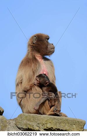 "Gelada or Gelada Baboon (Theropithecus gelada), female with young, occurrence in Ethiopia, captive, France, Europe" View Large Photo Image Stock Photo - "Gelada or Gelada Baboon (Theropithecus gelada), female with young, occurrence in Ethiopia, captive, France, Europe". Fotosearch