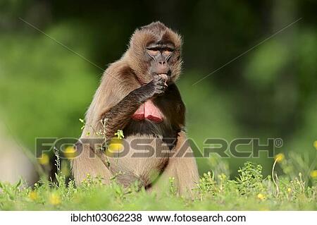 "Gelada or Gelada Baboon (Theropithecus gelada), female, occurrence in Ethiopia, captive, France, Europe" View Large Photo Image Stock Photo - "Gelada or Gelada Baboon (Theropithecus gelada), female, occurrence in Ethiopia, captive, France, Europe". Fotosearch