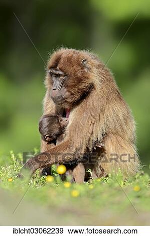 Stock Photo - "Gelada or Gelada Baboon (Theropithecus gelada), female, occurrence in Ethiopia, captive, France, Europe". Fotosearch