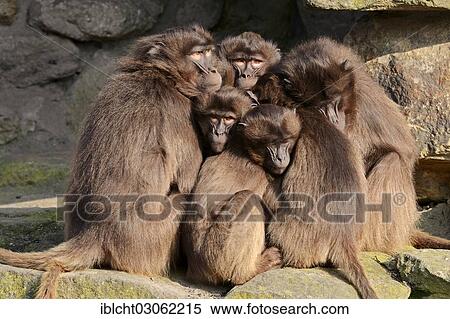 "Gelada or Gelada Baboon (Theropithecus gelada), females with young, occurrence in Ethiopia, captive, Germany, Europe" View Large Photo Image Stock Photography - "Gelada or Gelada Baboon (Theropithecus gelada), females with young, occurrence in Ethiopia, captive, Germany, Europe". Fotosearch