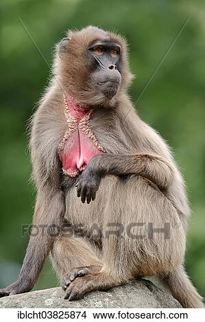 "Gelada (Theropithecus gelada), female, native to Ethiopia, captive, Germany, Europe" View Large Photo Image Picture - "Gelada (Theropithecus gelada), female, native to Ethiopia, captive, Germany, Europe". Fotosearch