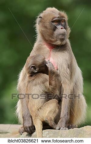 Stock Image - "Gelada (Theropithecus gelada), female with young, native to Ethiopia, captive, Germany, Europe". Fotosearch
