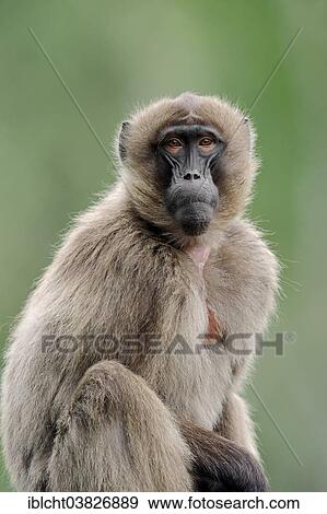 "Gelada (Theropithecus gelada), female, native to Ethiopia, captive, Germany, Europe" View Large Photo Image Stock Photo - "Gelada (Theropithecus gelada), female, native to Ethiopia, captive, Germany, Europe". Fotosearch
