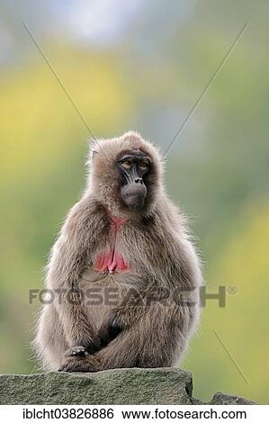 "Gelada (Theropithecus gelada), female, native to Ethiopia, captive, Germany, Europe" View Large Photo Image Stock Photograph - "Gelada (Theropithecus gelada), female, native to Ethiopia, captive, Germany, Europe". Fotosearch