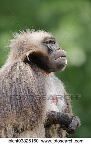 "Gelada (Theropithecus gelada), male, native to Ethiopia, captive, Germany, Europe" View Large Photo Image Stock Image - "Gelada (Theropithecus gelada), male, native to Ethiopia, captive, Germany, Europe". Fotosearch