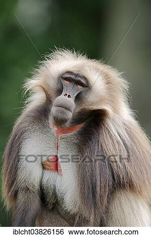 "Gelada (Theropithecus gelada), male, native to Ethiopia, captive, Germany, Europe" View Large Photo Image Stock Photograph - "Gelada (Theropithecus gelada), male, native to Ethiopia, captive, Germany, Europe". Fotosearch